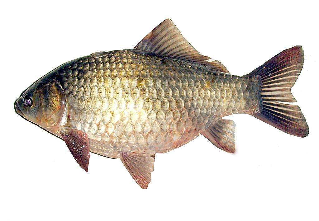 鲫鱼(请到店购买)